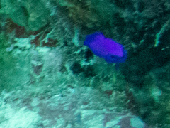 Pseudochromis fridmani