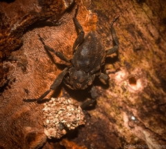 Paleticus subereus