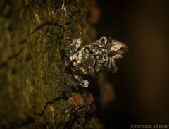 Eutyrhinus meditabundus