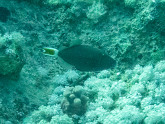 Sufflamen albicaudatum