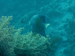 Pomacanthus maculosus