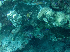 Pseudochromis fridmani