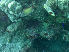 Pseudochromis fridmani