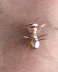 Cataglyphis bombycina