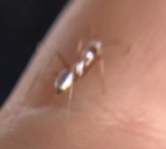 Cataglyphis bombycina