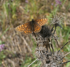 Melitaea britomartis