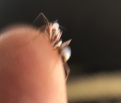 Cataglyphis bombycina