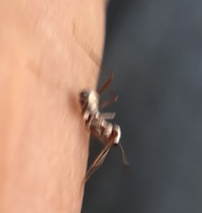 Cataglyphis bombycina