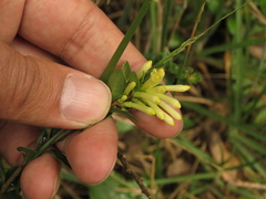 Cestrum buxifolium