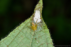 Oxyopes javanus