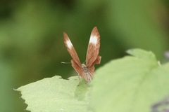 Abisara geza