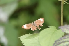Abisara geza