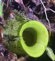 Microhyla nepenthicola