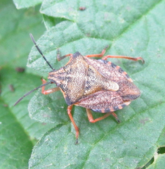 Heteroptera