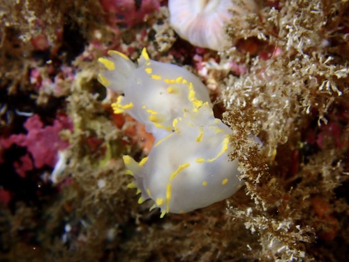 Polycera faeroensis