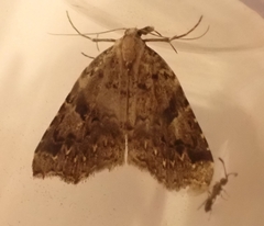 Trigonistis anticlina