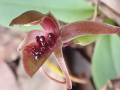 Chiloglottis grammata