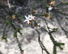 Calytrix alpestris