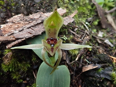 Chiloglottis grammata