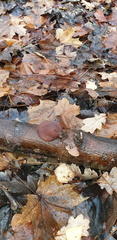 Auricularia auricula-judae