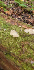 Auricularia auricula-judae