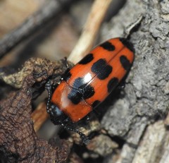 Episcaphula australis