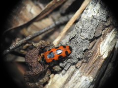 Episcaphula australis