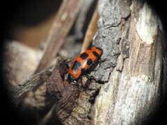 Episcaphula australis