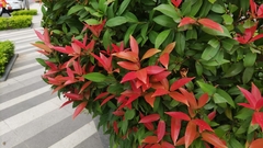 Syzygium hancei