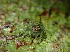 Colyttus
