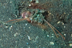 Haptosquilla nefanda