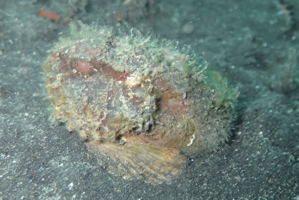Daruma Stinger (Erosa erosa)