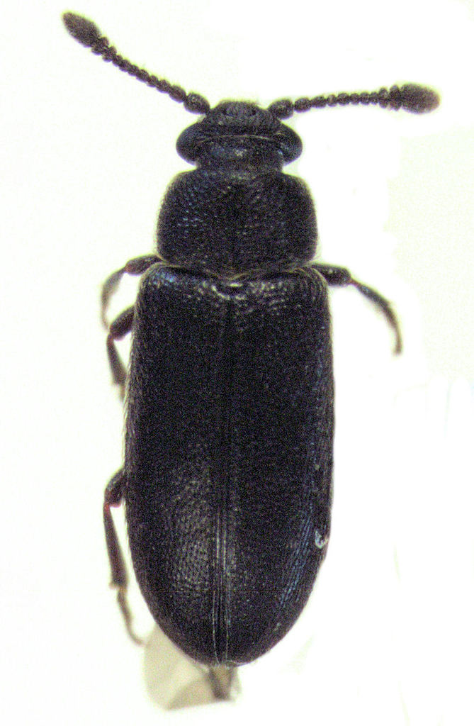 Taphropiestes watti