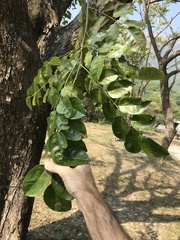 Pterocarpus indicus