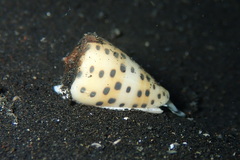 Conus eburneus