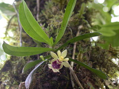 Gastrochilus retrocallus