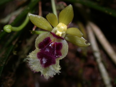 Gastrochilus retrocallus