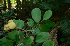 Chisocheton ceramicus