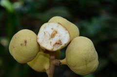 Chisocheton ceramicus