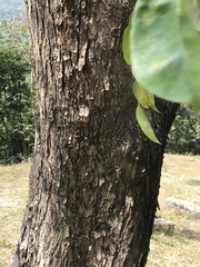 Pterocarpus indicus