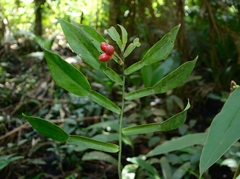 Pothos zippelii