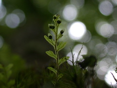 Hymenophyllum oligosorum