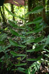 Pothos zippelii