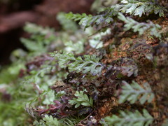 Hymenophyllum oligosorum
