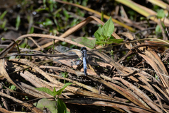 Orthetrum albistylum