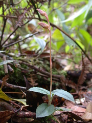 Eucosia cordata