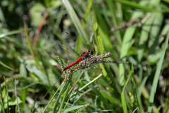 Sympetrum darwinianum