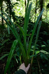 Mapania macrocephala