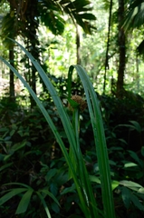 Mapania macrocephala