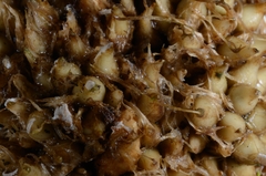 Mapania macrocephala